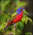 _1SB3427 Painted Bunting